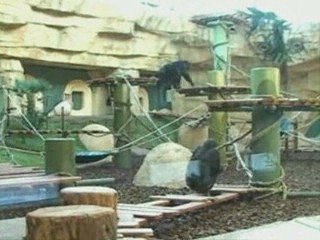 Les chimpanzés découvrent leur nouvelle volière