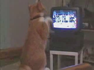 Un chat qui  boxe