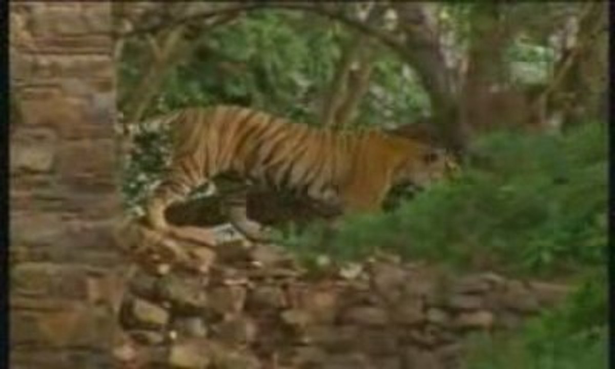 Tigre du bengale