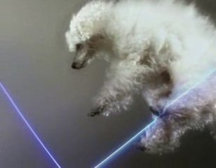 VITALIC - BIRDS