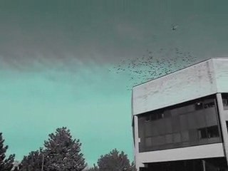 j. tillman - firstborn