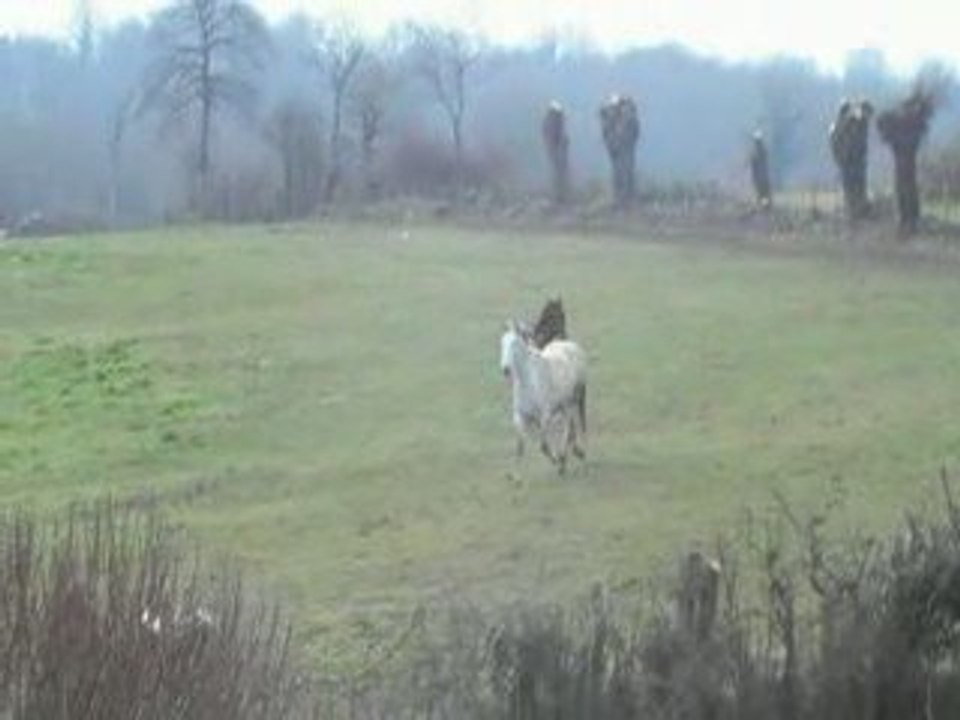 Taquin-Lolita plein galop