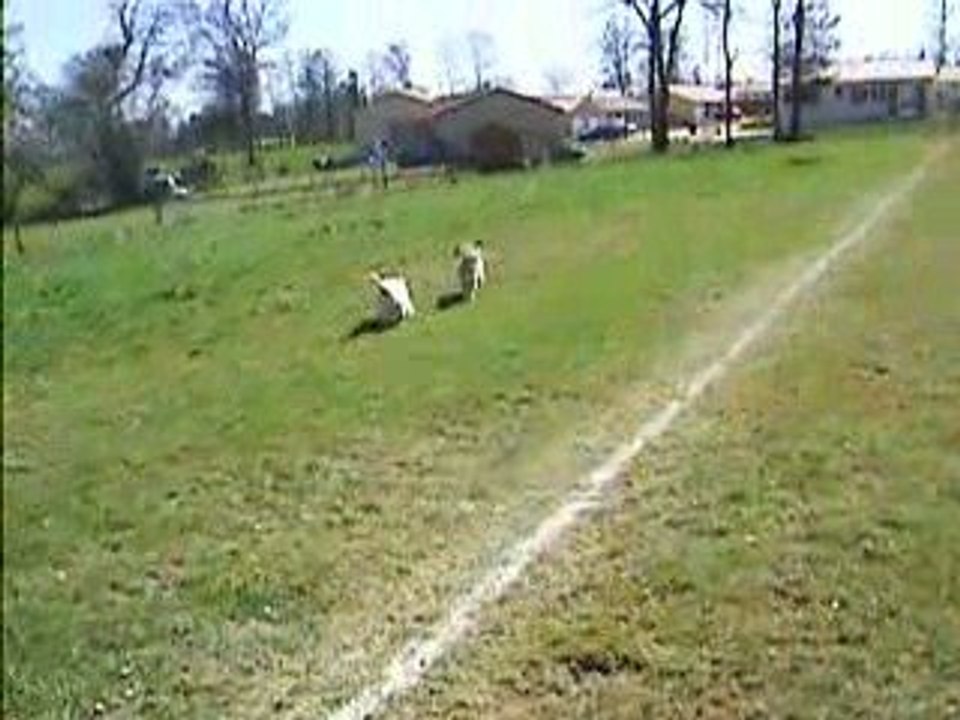 courses au stade