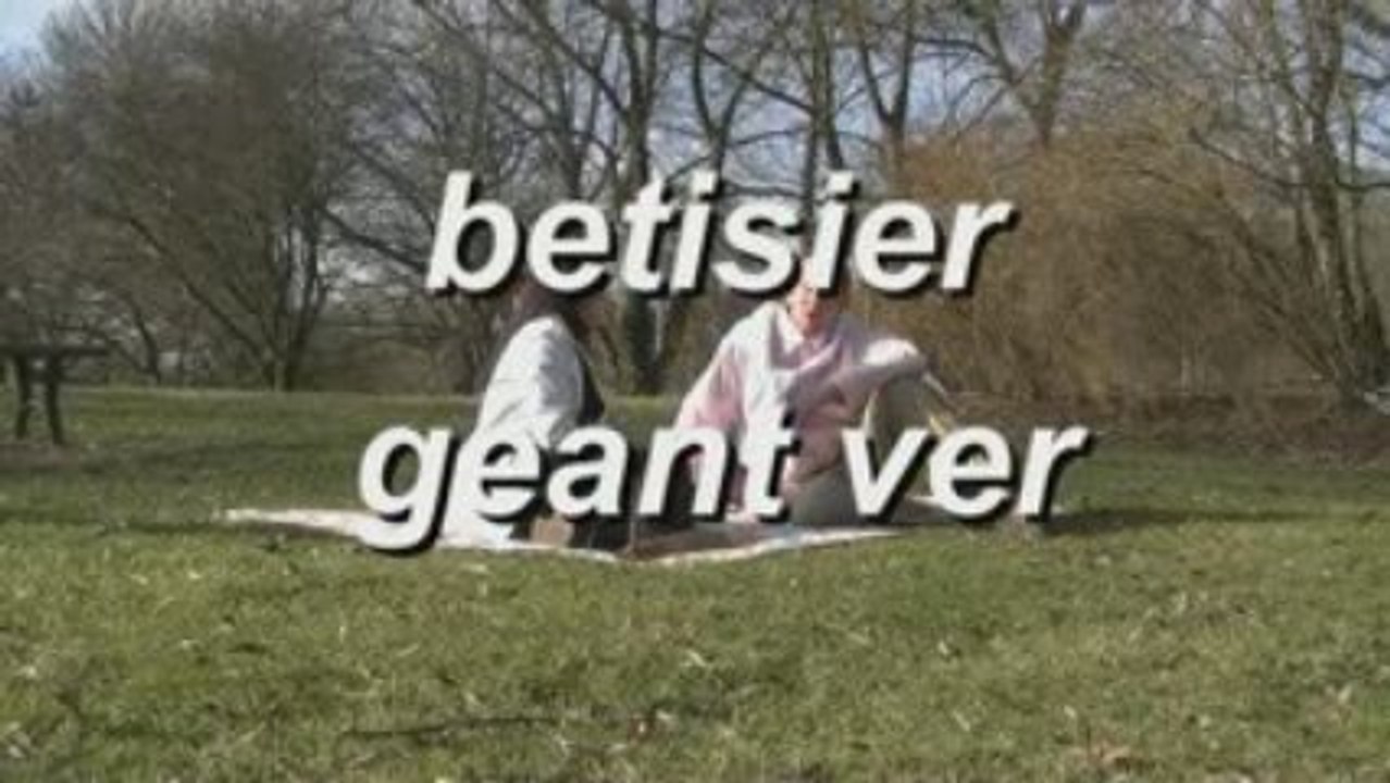 bétisier géant ver