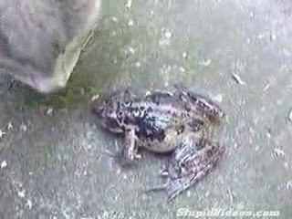 Chat vs grenouille