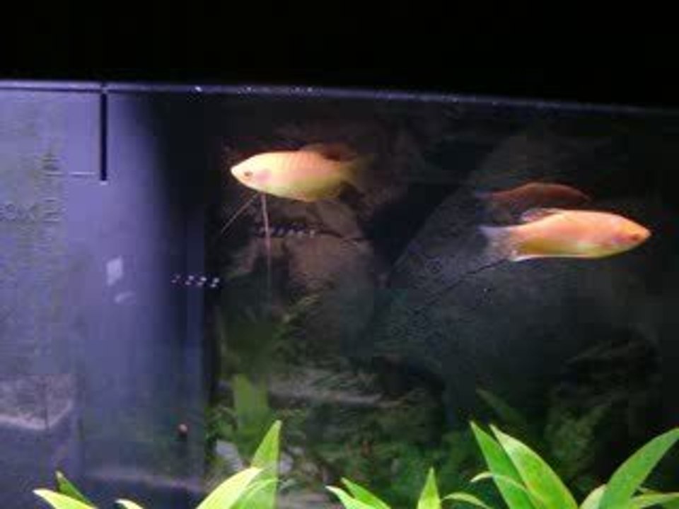 gourami