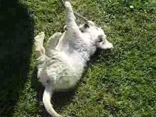 18 mars 2009 midori 096