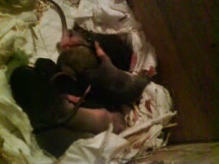 Mes ratons a 7 jours et coucou de la maman