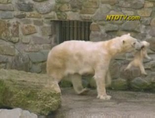 Twin Cubs Sunshined, Polar Bear, Rhenen Netherlands