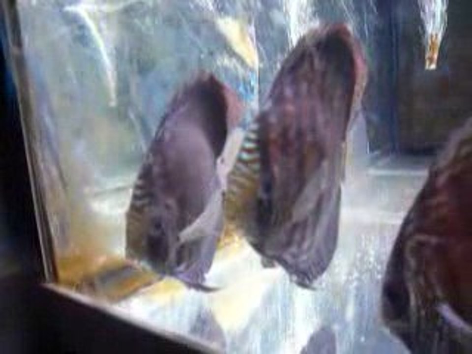 discus malade