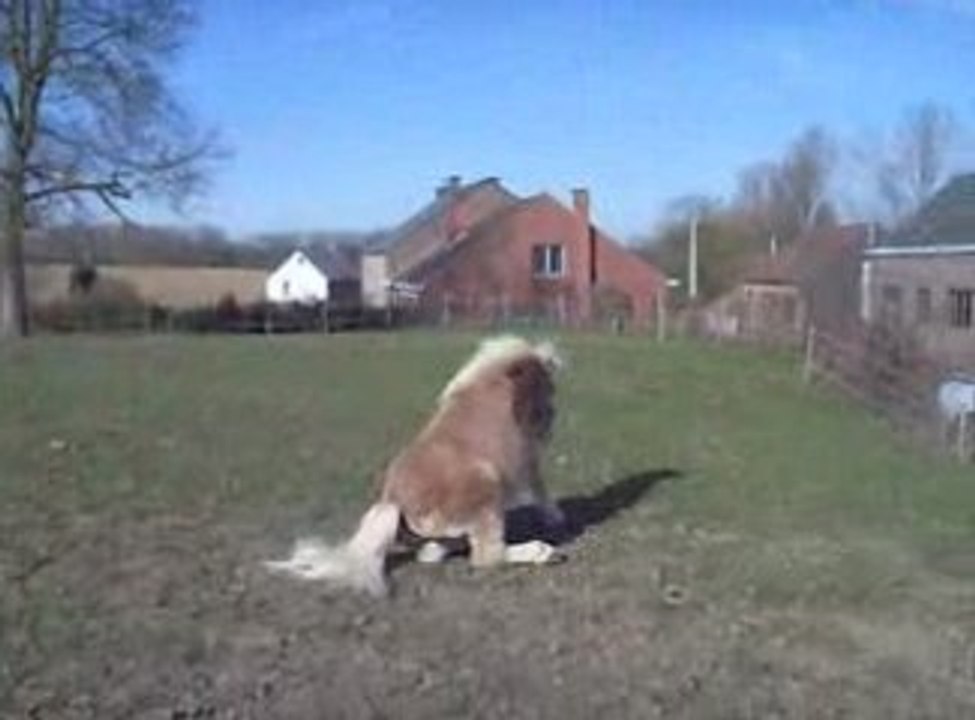 The Boun Le roi de la folie