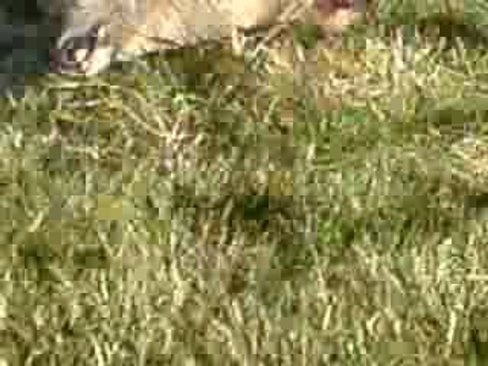 Chasse battue a la biche