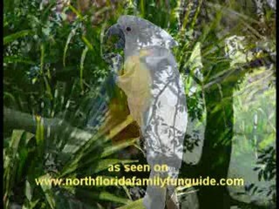 Alligator Farm - St. Augustine