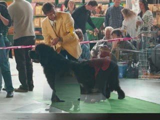 Les Buddies For Ever font leurs Show