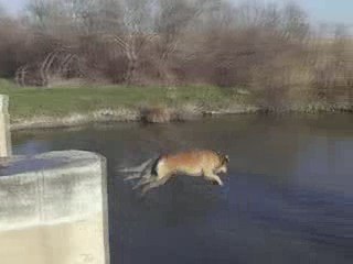 Suite saut pitbull barage de meilleur qualité