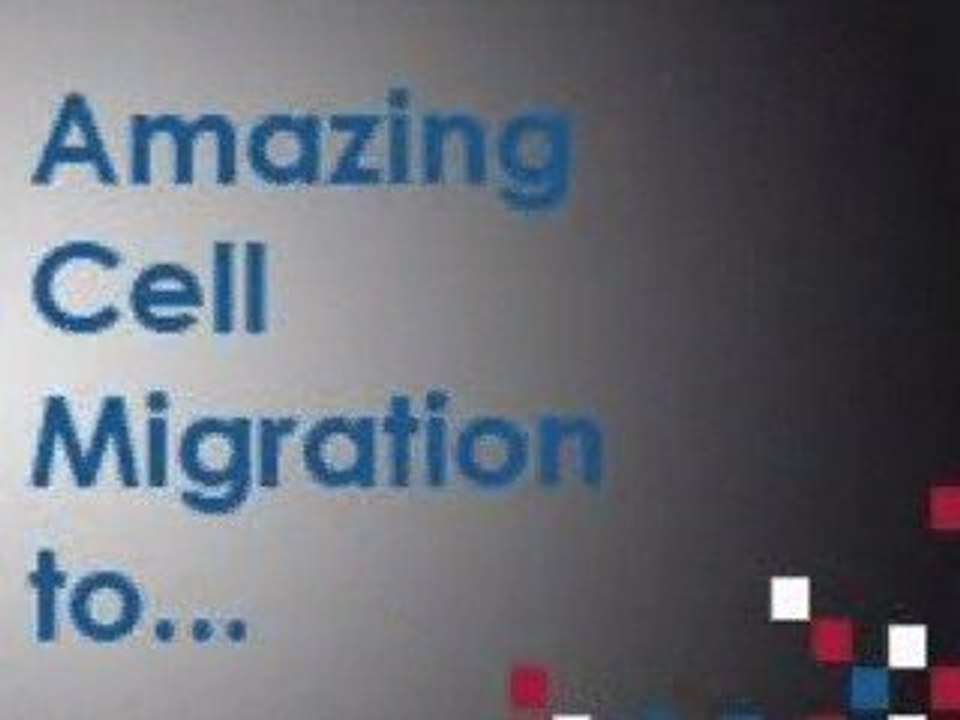 Cell migration - amsbio.com
