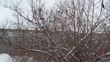 Sparrows' meeting