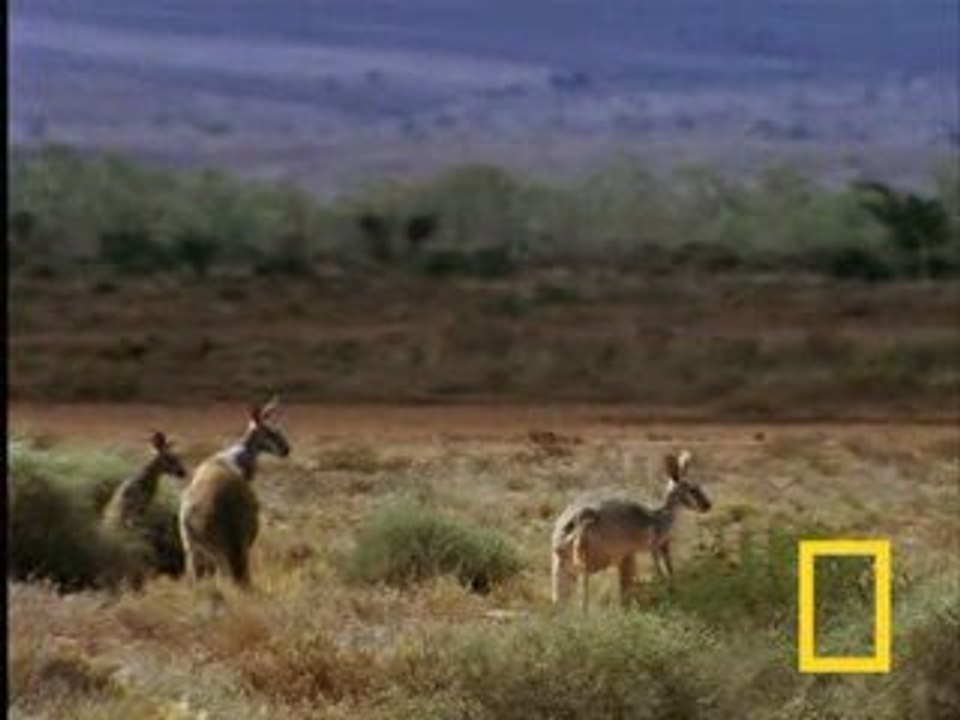 Le dingo