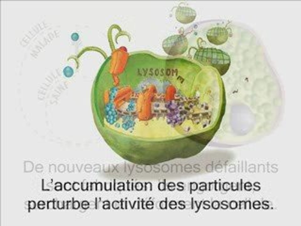 A quoi sert un lysosome par Vaincre les Maladies Lysosomales