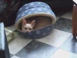 190309 Lili on va promener 1