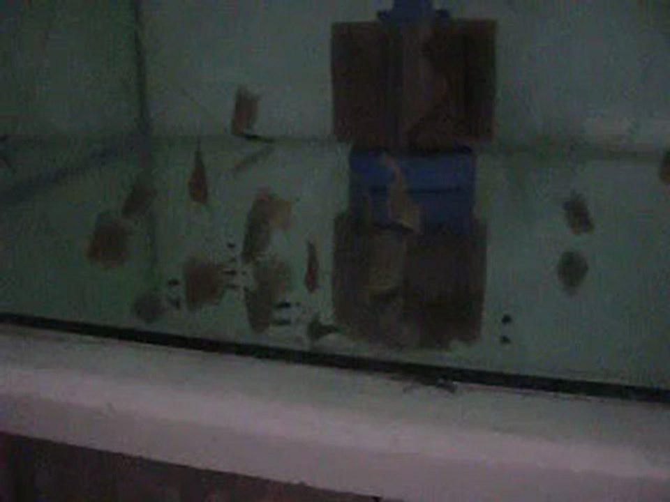 Cobalt Blue & Blue Knight yavruları