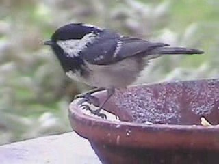 Adorable mésange noire !