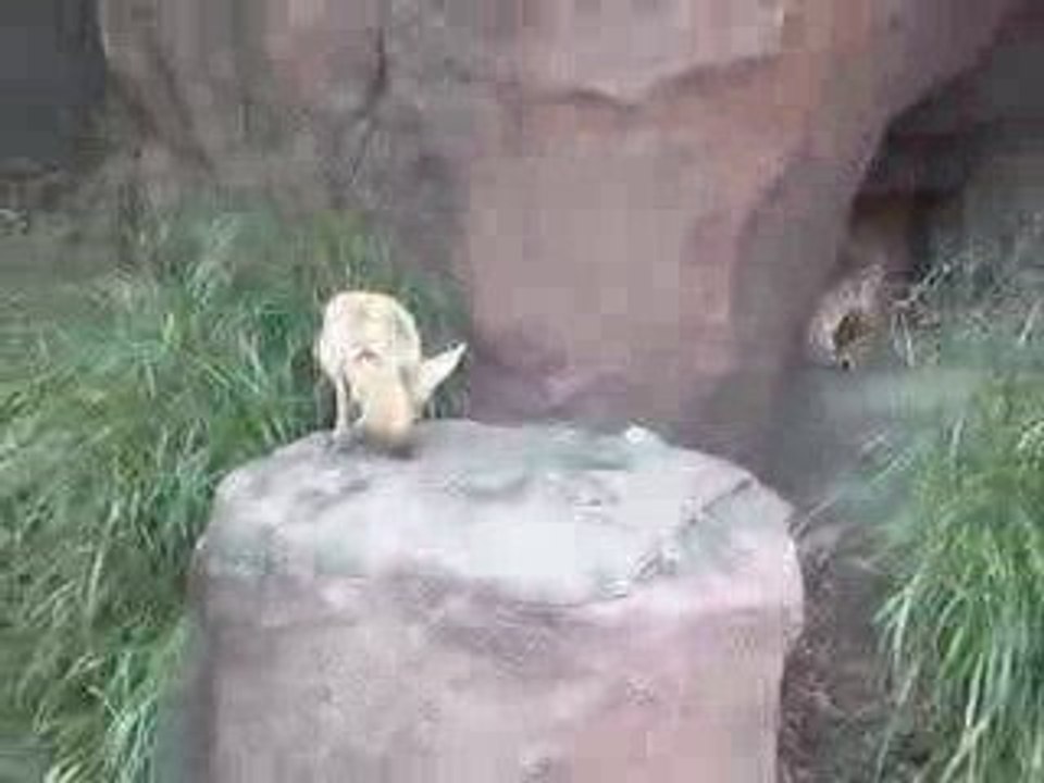 Le fennec