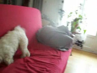 Mon chien même kilétrop bien