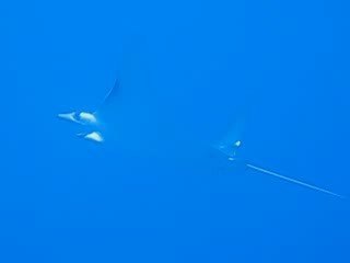 Raie manta