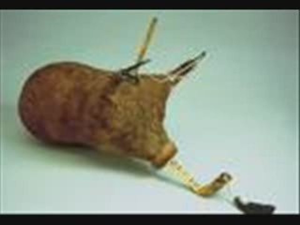 mezoued jaw chtih gasba