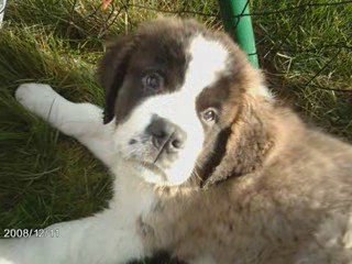 Clyde de 0 à 6 mois