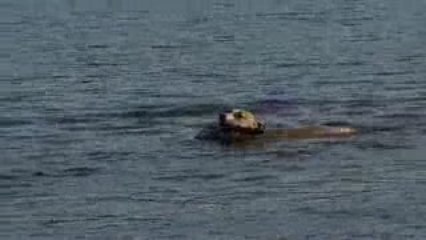 Deska joue dans l'eau