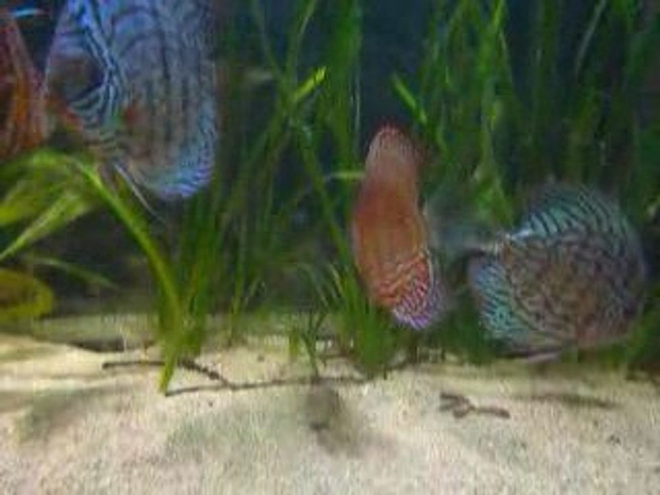 Discus