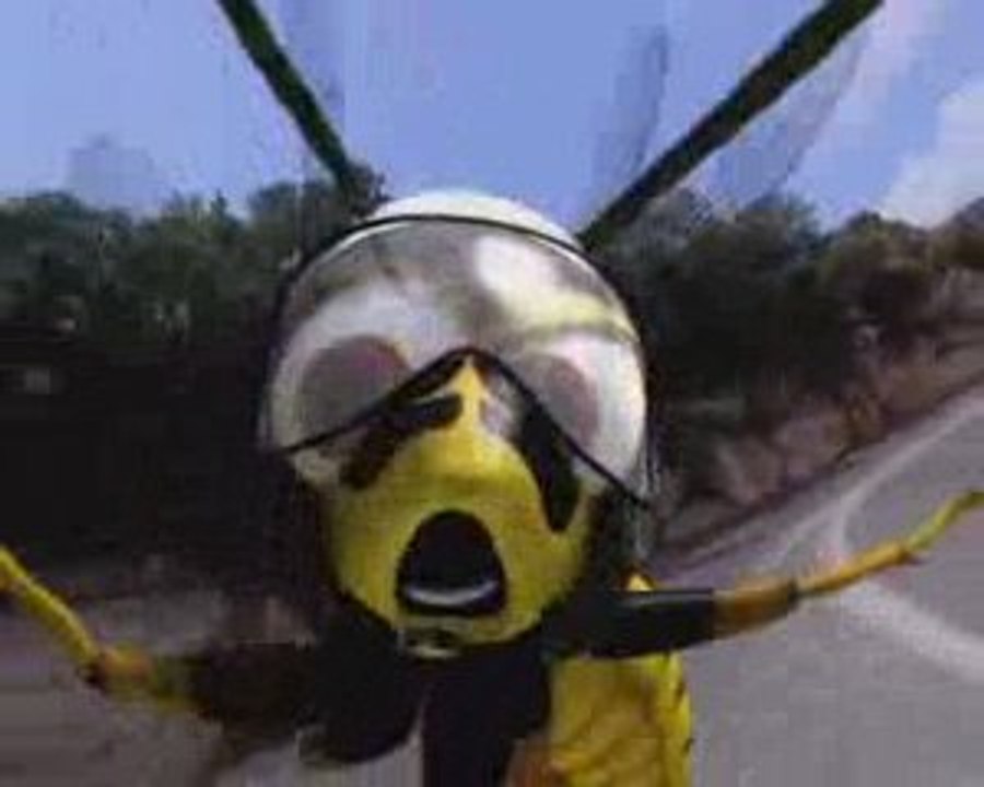 Wasp
