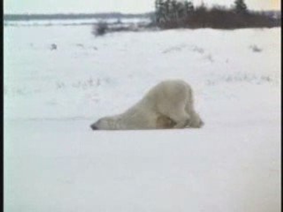 Boulot pas Beau Dodo