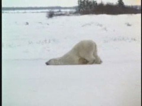 Boulot pas Beau Dodo