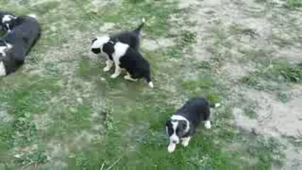 Astuce chiots 2009 727
