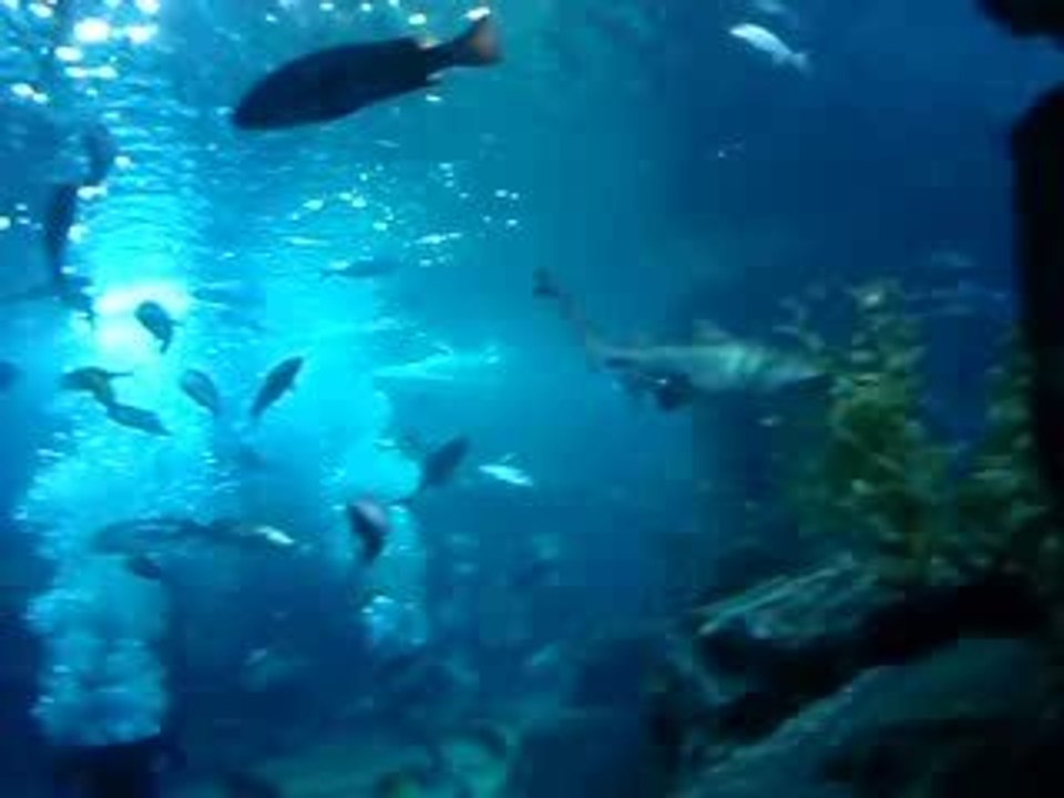 Siam Ocean World, Bangkok, Glastunnel