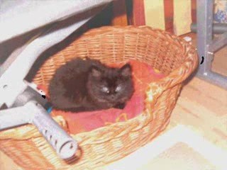 mon petit chat (océane)