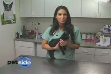 How To Apply Flea A Preventative To Your Cat