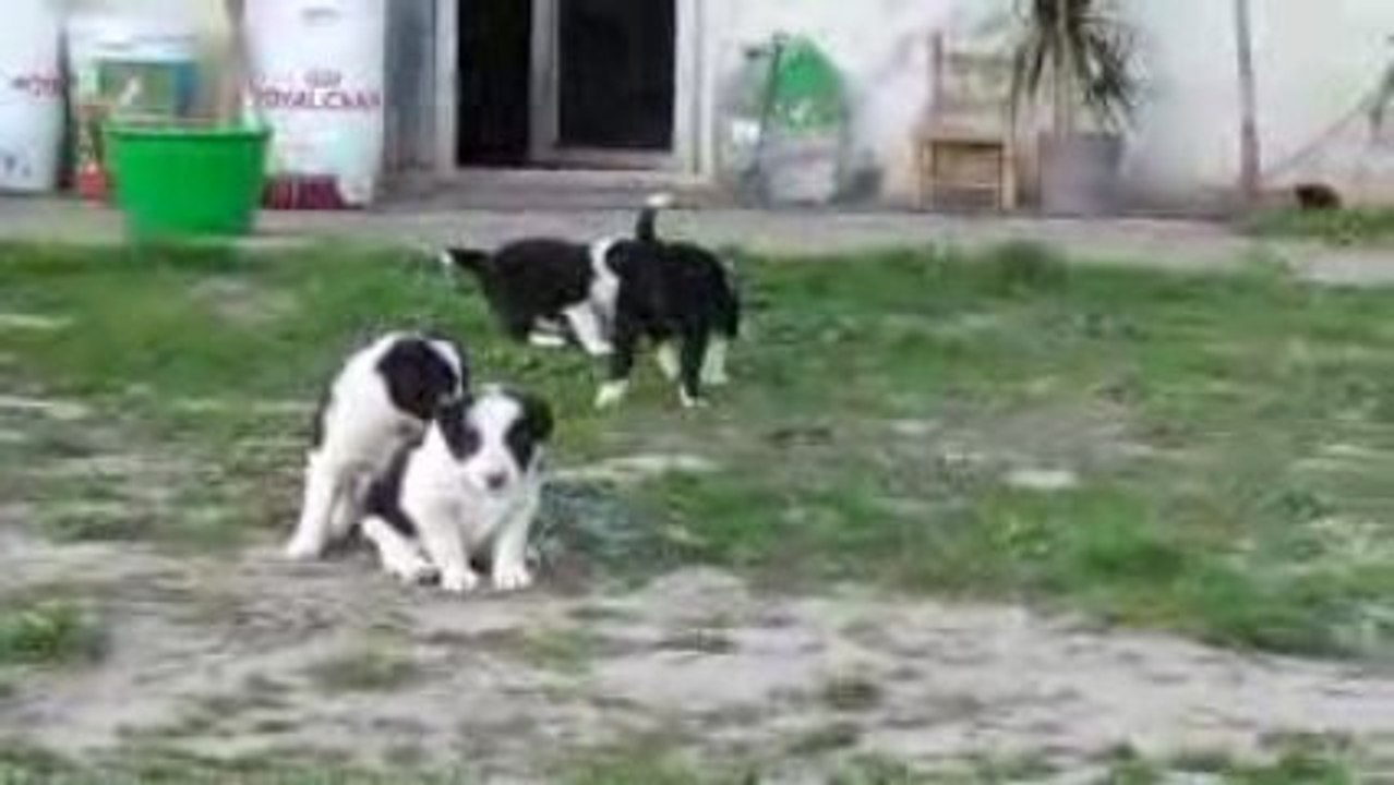 Astuce chiots 2009 733