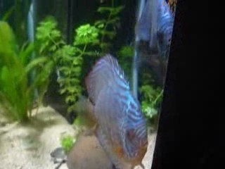 Discus ponte