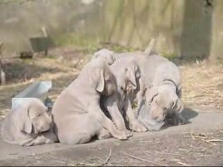Chiots 6 semaines de Unes & Harper Mars 2009
