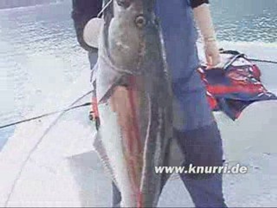 Angeln Norwegen: Schöner Seelachs in Andorja