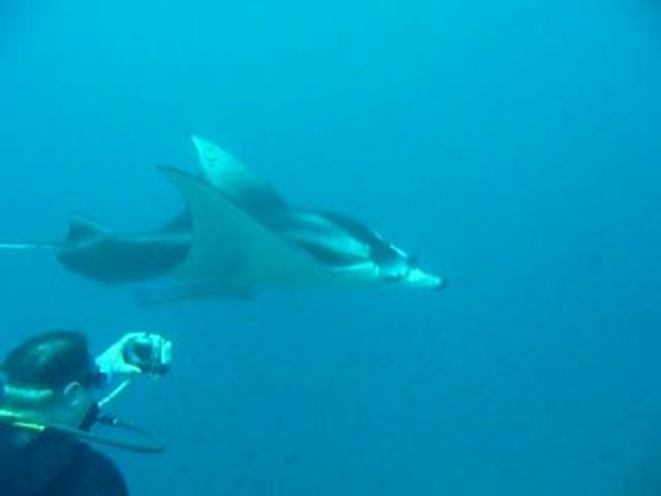05 févr. 2009_Plongée sur ARI Atoll -  La Raie Manta