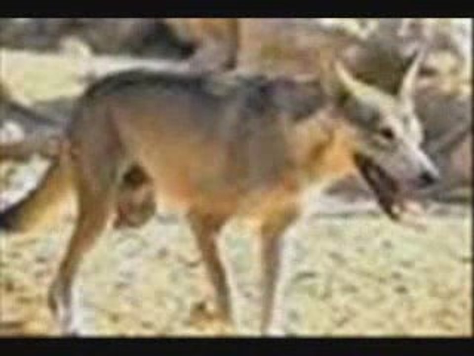 Loup arabe