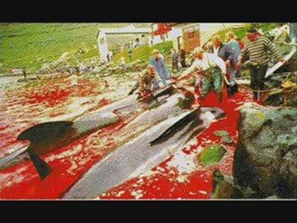 To put to death a dolphin (Убить Дельфина)