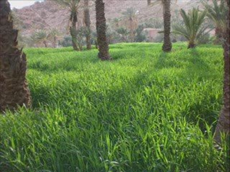 Timoulay  ouaoumaloukt ( n'sarour) ait harbil