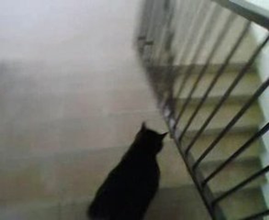 NEKO DESCENT TROIS ETAGE POUR SA BALADES HABITUELLE