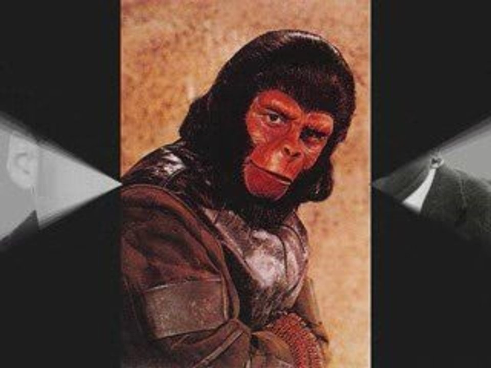 Chimpanzee Dave